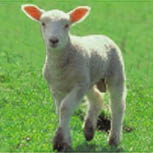 Lamb